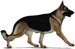 animals & german shepherd free transparent png image.