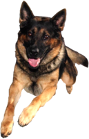 animals & German Shepherd free transparent png image.