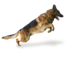 animals & German Shepherd free transparent png image.