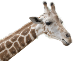 animals&Giraffe png image.