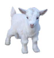 animals&Goat png image.