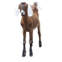 animals & Goat free transparent png image.