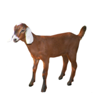 animals & Goat free transparent png image.