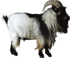 animals & Goat free transparent png image.