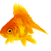 animals & goldfish free transparent png image.