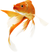 animals & Goldfish free transparent png image.