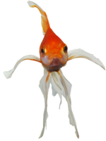 animals & Goldfish free transparent png image.