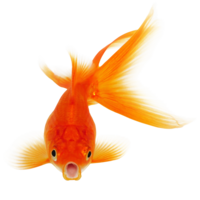 animals & goldfish free transparent png image.