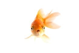 animals & goldfish free transparent png image.