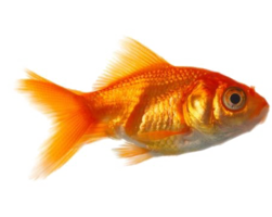 animals & goldfish free transparent png image.