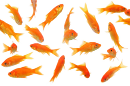 animals & goldfish free transparent png image.