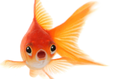 animals & goldfish free transparent png image.