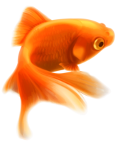 animals & goldfish free transparent png image.