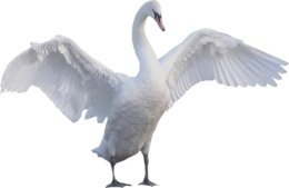 animals & Goose free transparent png image.