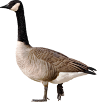 animals & Goose free transparent png image.