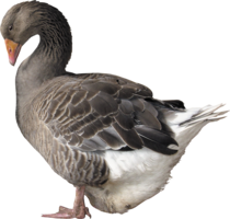 animals & Goose free transparent png image.