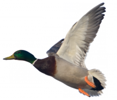 animals & Goose free transparent png image.