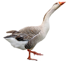 animals & Goose free transparent png image.