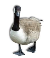 animals & goose free transparent png image.