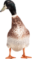 animals & Goose free transparent png image.