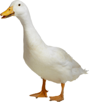 animals & Goose free transparent png image.