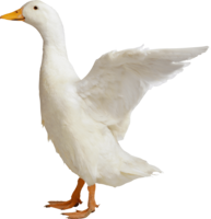 animals & Goose free transparent png image.