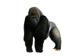 animals & gorilla free transparent png image.