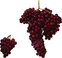 fruits & Grape free transparent png image.