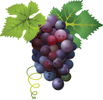 fruits & Grape free transparent png image.