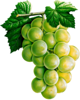 fruits & Grape free transparent png image.