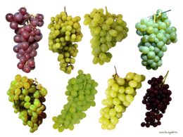 fruits & Grape free transparent png image.