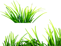 nature&Grass png image.