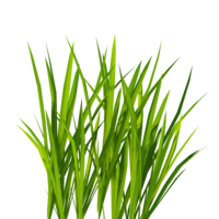 nature & grass free transparent png image.