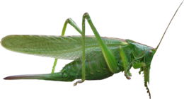 insects & Grasshopper free transparent png image.