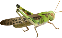 insects & Grasshopper free transparent png image.