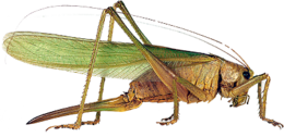 insects & Grasshopper free transparent png image.