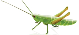 insects & Grasshopper free transparent png image.