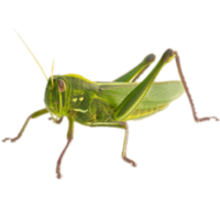 insects & Grasshopper free transparent png image.