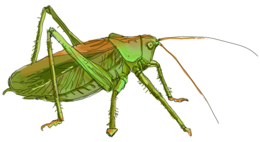 insects & Grasshopper free transparent png image.