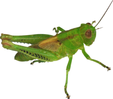 insects & Grasshopper free transparent png image.