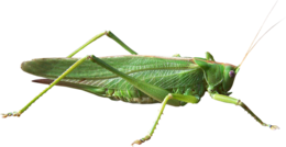 insects & Grasshopper free transparent png image.