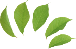 nature & Green leaves free transparent png image.