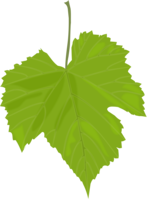 nature & green leaves free transparent png image.