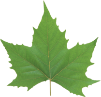 nature & green leaves free transparent png image.