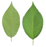 nature & green leaves free transparent png image.