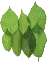 nature & green leaves free transparent png image.