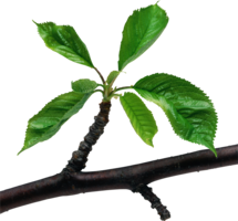 nature & green leaves free transparent png image.