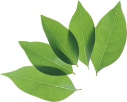 nature & green leaves free transparent png image.