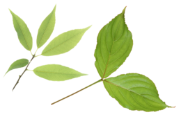 nature & Green leaves free transparent png image.