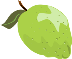 fruits & guava free transparent png image.